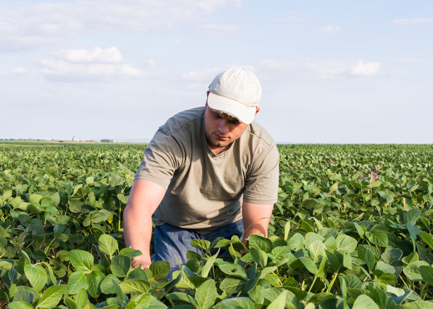 man inspecting crops in field